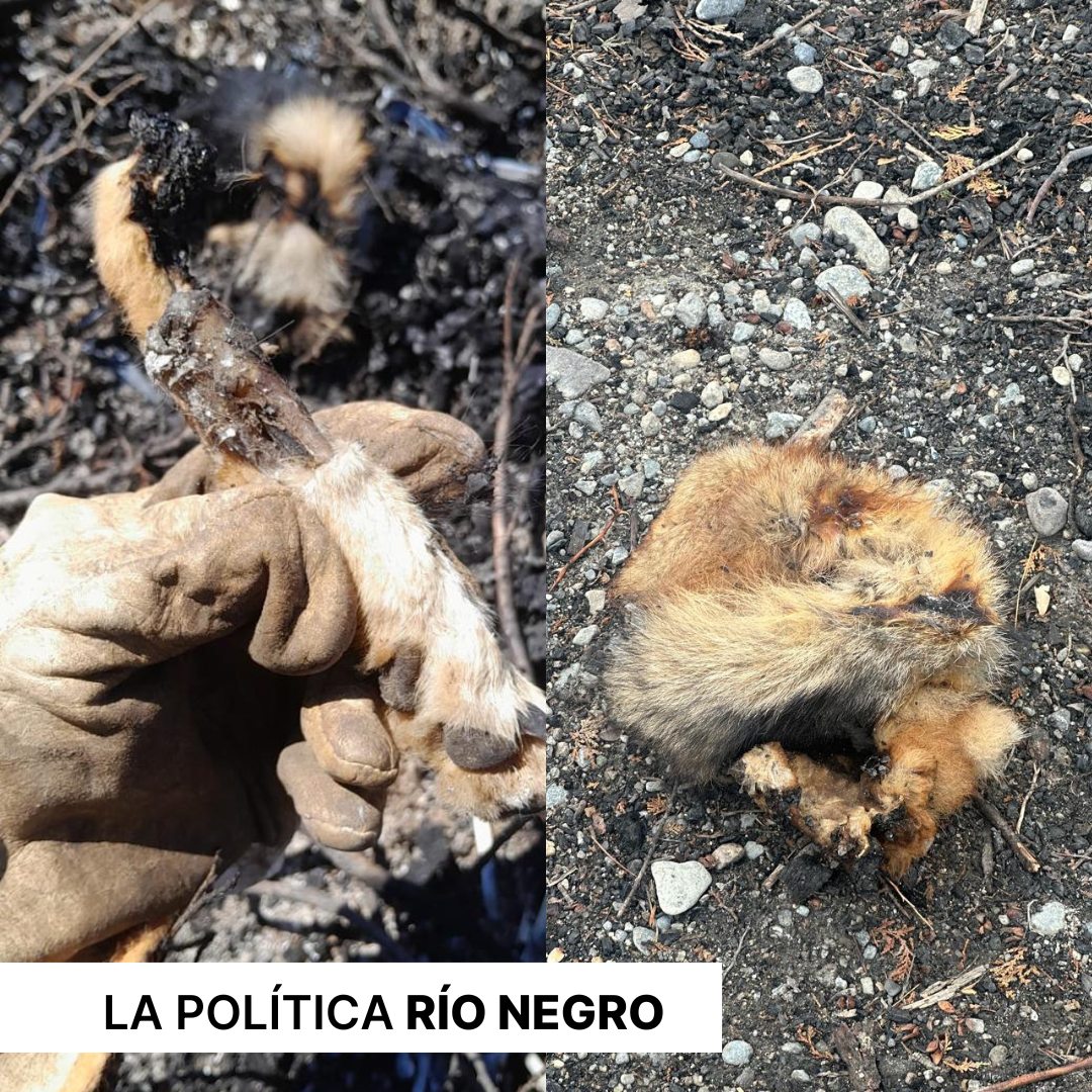 Macabro hallazgo: San Carlos de Bariloche se encuentra conmocionada tras un hallazgo de cadáveres de animales en un predio estatal.