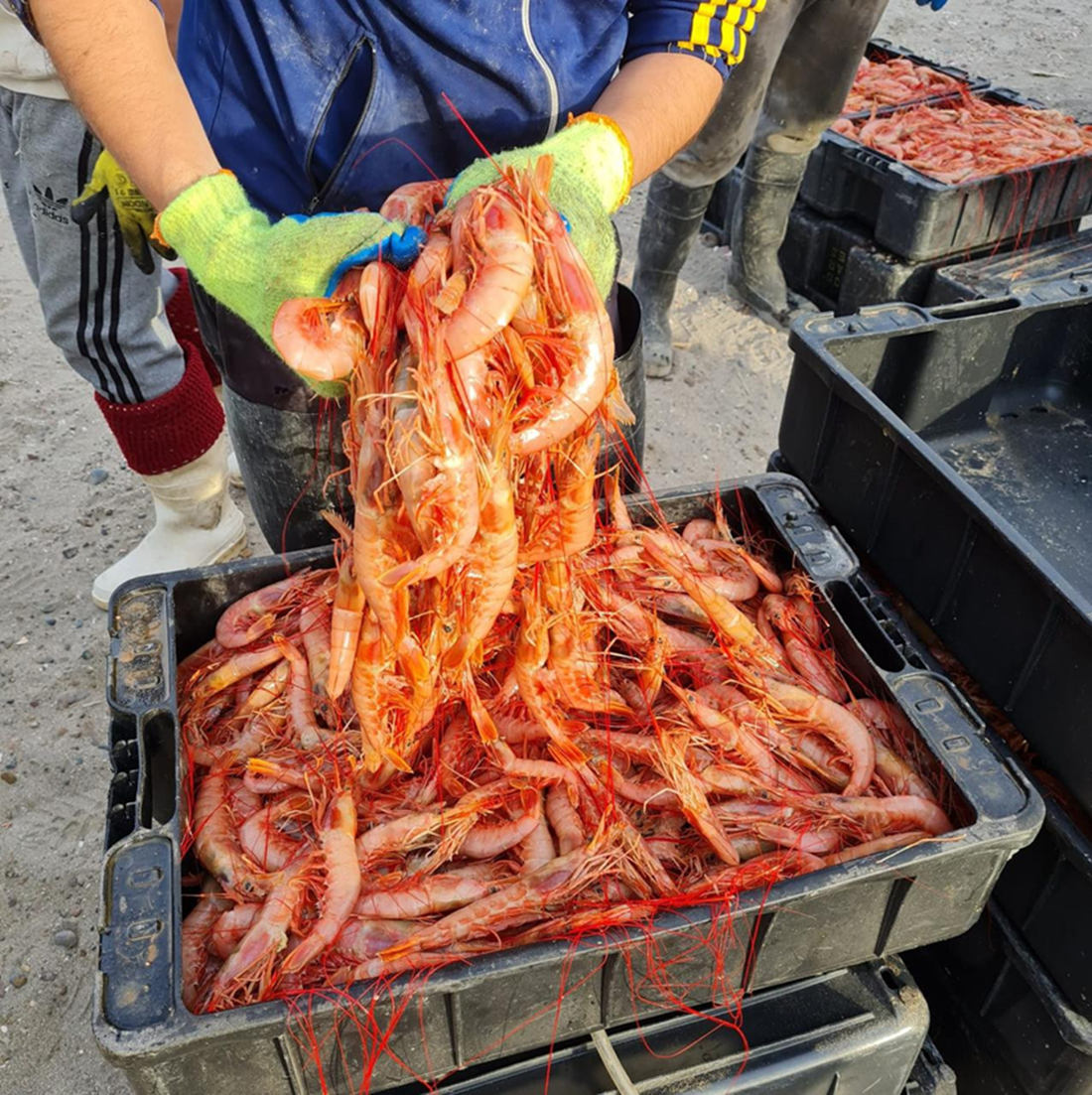 Langostinos patagónicos: Se consolida su expansión en la costa atlántica rionegrina. San Antonio Oeste y el puerto de ultramar.