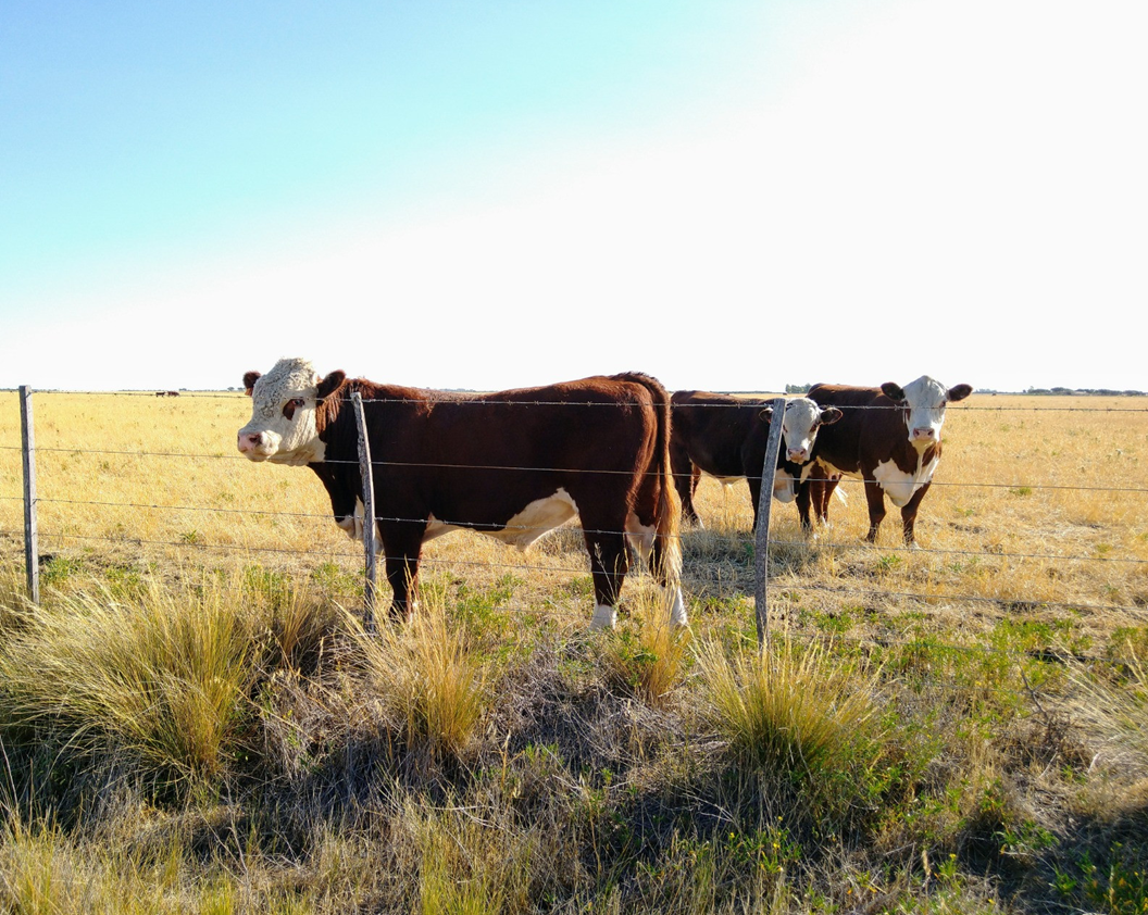 Río Negro se consolida como potencia ganadera en la Patagonia con récord en faena bovina