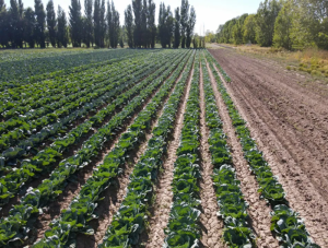 Producción hortícola Río Negro: récord de exportaciones y casi 11.000 hectáreas