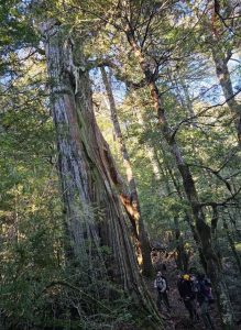 Guardaparques relevaron 65 kilómetros remotos del Nahuel Huapi