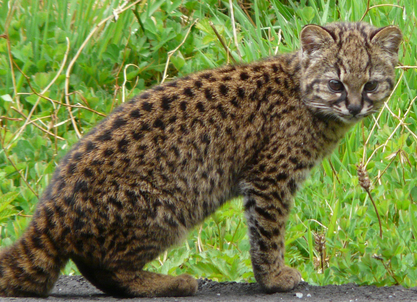Educación y conservación: El Jardín N° 16 bautizó una de sus salas como "Gato Güiña"