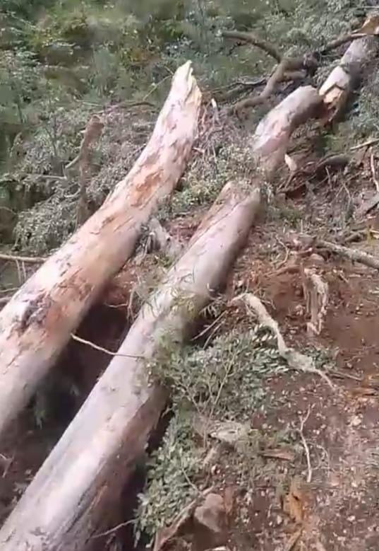 Árboles caídos sobre el sendero a Playa Muñoz, Parque Nacional Nahuel Huapi