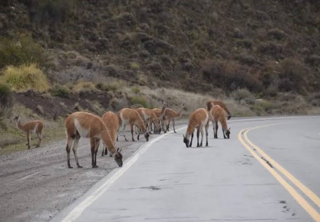 Refuerzan los controles viales en el Parque Nacional Nahuel Huapi para evitar accidentes y proteger a la fauna