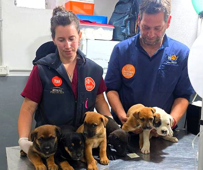 Trámites municipales y servicios: cachorros rescatados del vertedero por Sanidad Animal