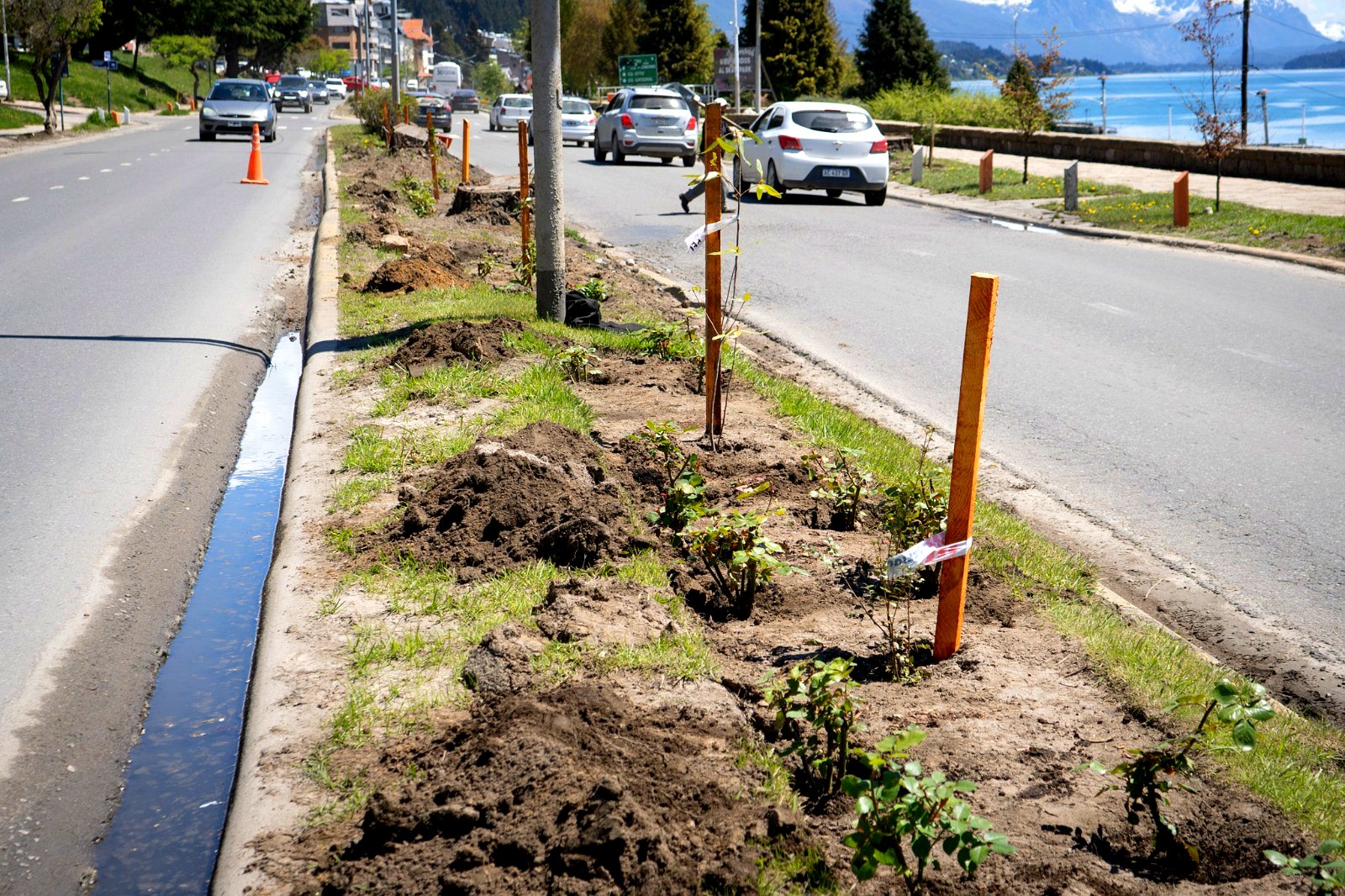 Bariloche: nuevos rosales y especies nativas en la Costanera