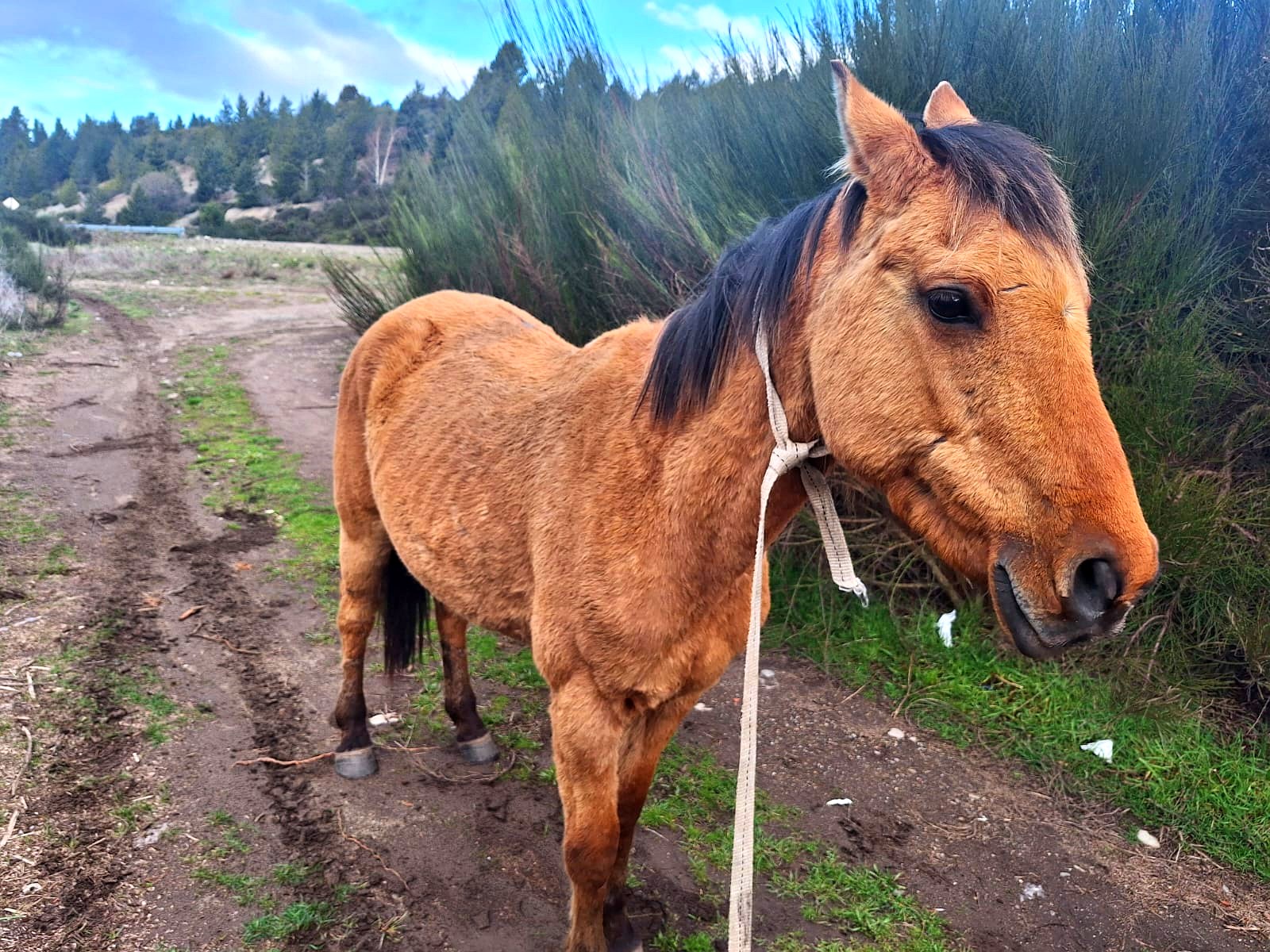 Bariloche: yegua rescatada por Sanidad Animal, sin patente