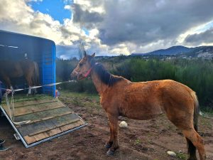 Bariloche: el Boleto Residente vence el 30/11 y vuelven los caballos sueltos
