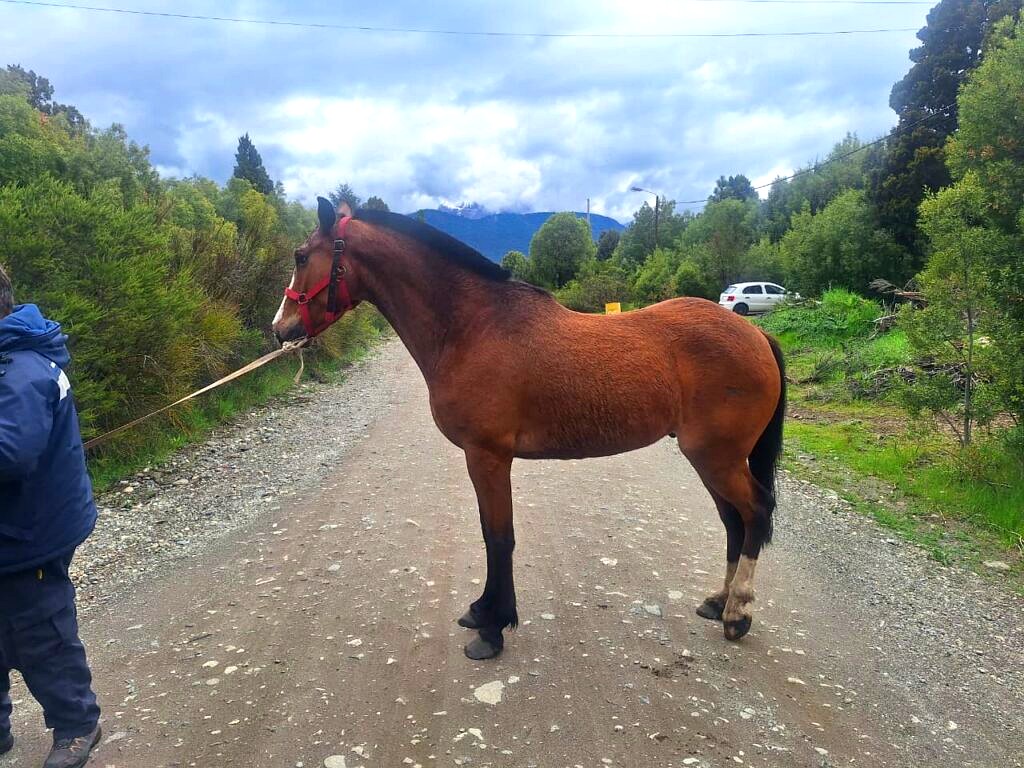 Caballo suelto capturado por Sanidad Animal entre El Pilar y Reina Mora, Bariloche