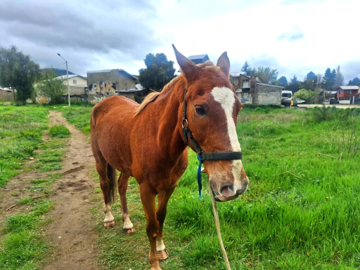 Caballo suelto en Bariloche, la misma semana de la caminata a la Gruta