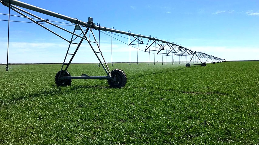 Riego por pivote en un campo productivo de Río Negro
