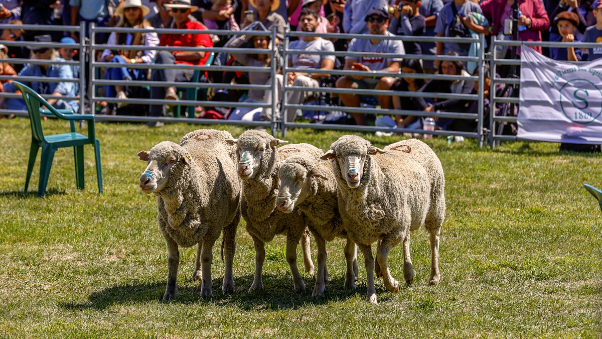 Fondo ovino: ovinos en la exposición rural de Maquinchao, en la Línea Sur