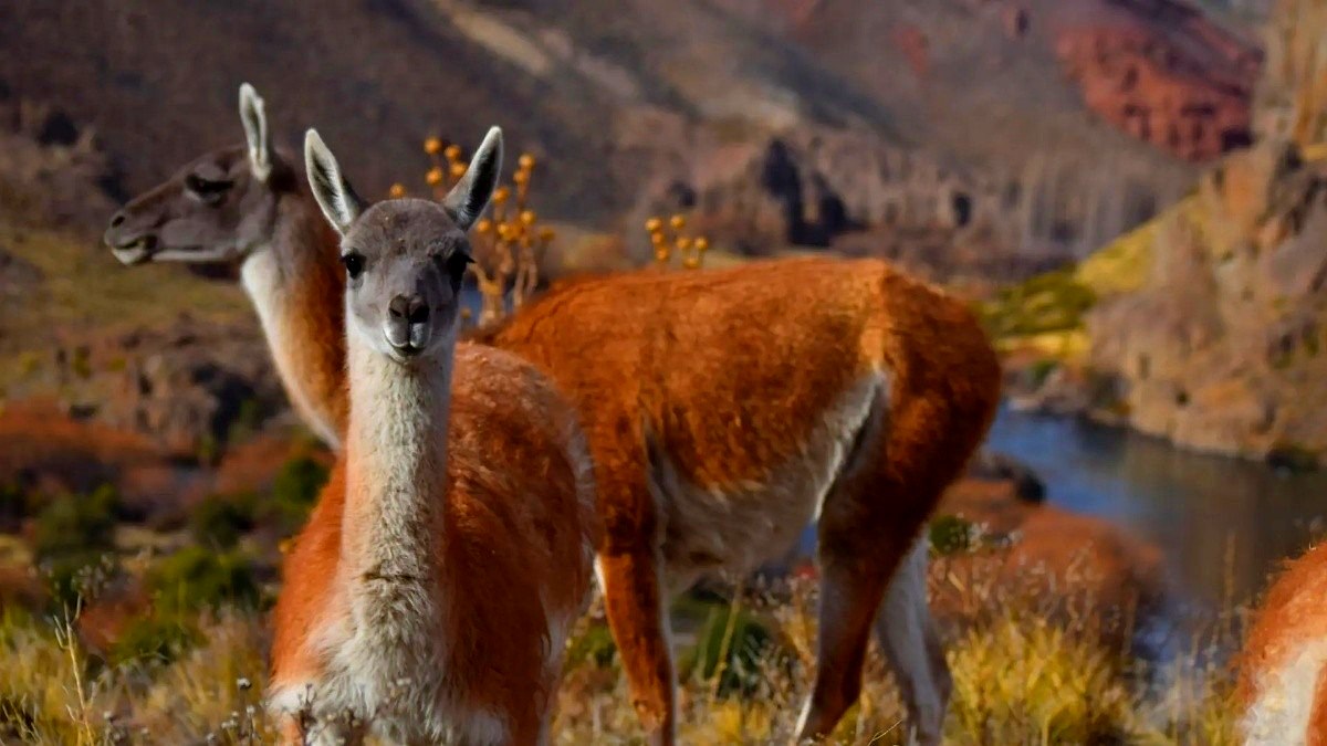 Guanacos en la estepa de la Región Sur de Río Negro