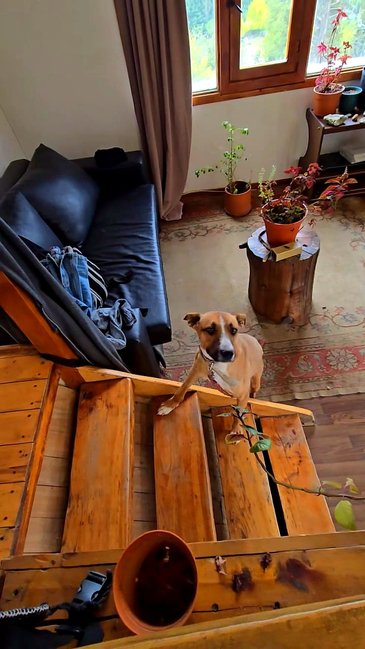Ramsas, perra adoptada en Sanidad Animal de Bariloche