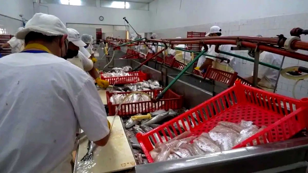 San Antonio Oeste: trabajadores en una planta de procesamiento de pescado