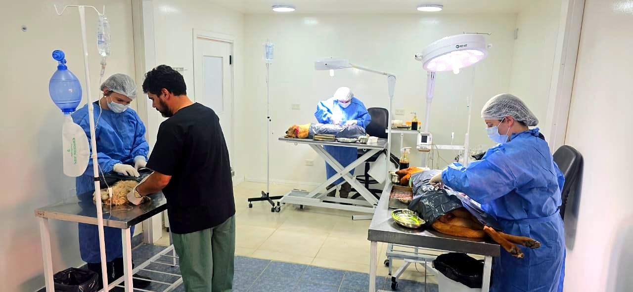 Quirófano de Sanidad Animal en Bariloche con tres puestos de cirugía en simultáneo